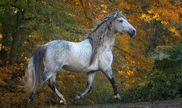 马的视频,视频中的速度与激情